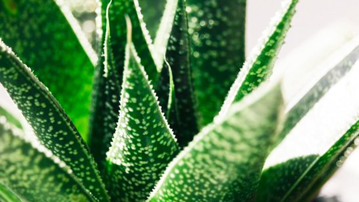 Adieu la chaleur chez vous: ces 5 plantes à effet ventilateur vont rafraîchir votre intérieur comme jamais