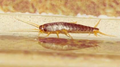 Adieu les poissons d’argent : l’astuce d’un ancien militaire pour les éliminer définitivement