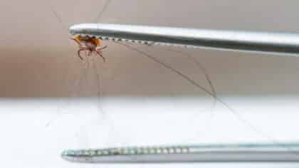 Adieu les puces pour toujours: le remède recommandé par les vétérinaires que vous pouvez faire