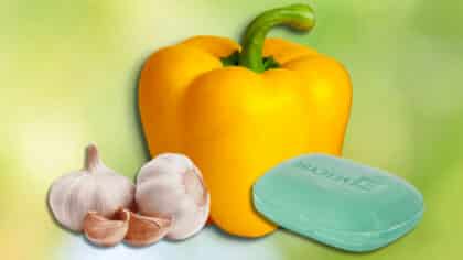 Ail, savon et poivron : comment utiliser ces ingrédients pour repousser les parasites de votre jardin