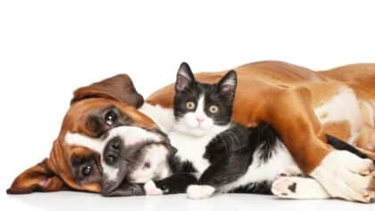 Alerte importante des vétérinaires aux personnes qui ont des chats et des chiens chez eux