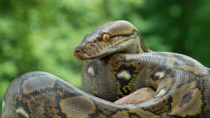 Alerte urgente : cette plante que beaucoup ont chez eux attire les serpents au printemps et en été