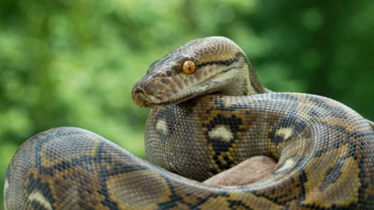Alerte urgente : cette plante que beaucoup ont chez eux attire les serpents au printemps et en été