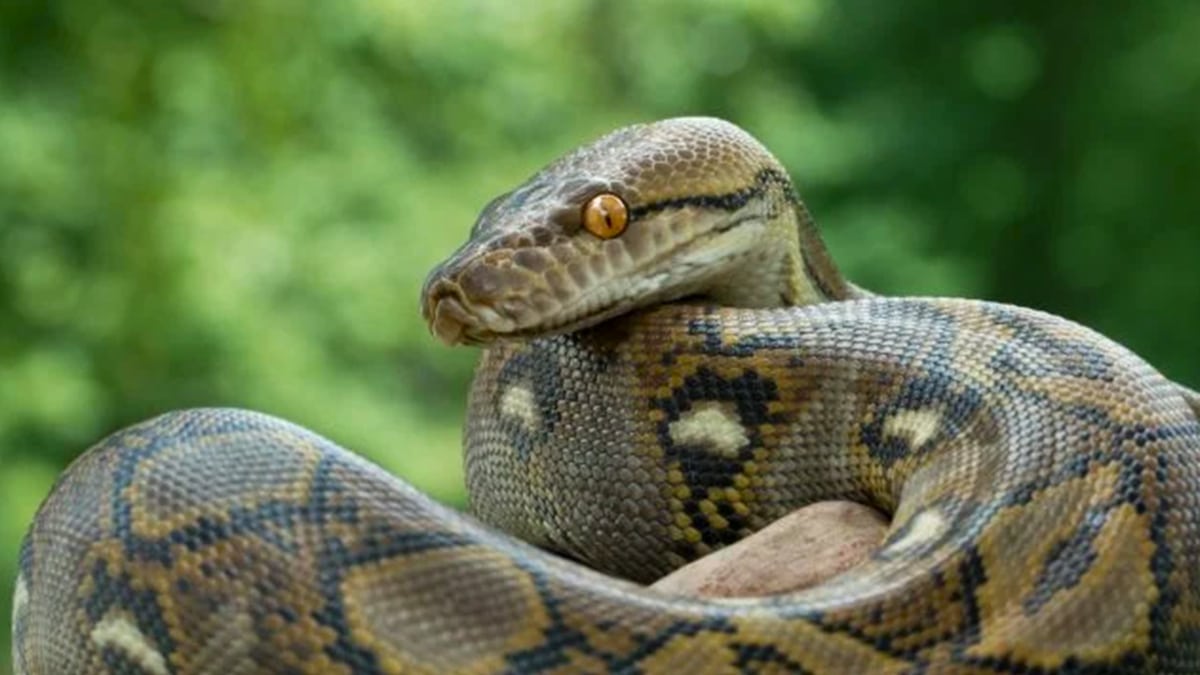 Alerte urgente : cette plante que beaucoup ont chez eux attire les serpents au printemps et en été