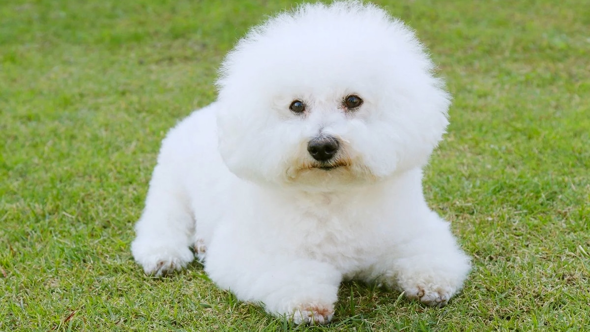 Alerte urgente des vétérinaires : ce que vous ne devez surtout jamais faire à votre chien en été
