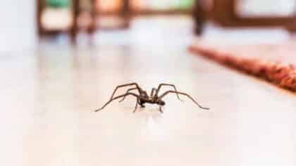 Avis urgent si vous écrasez des araignées : vous ne le ferez plus jamais