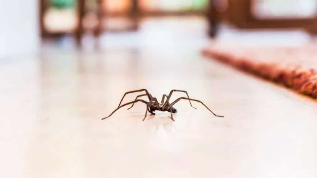 Avis urgent si vous écrasez des araignées : vous ne le ferez plus jamais