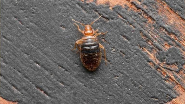Bannissez ces plantes chez vous : elles attirent les punaises de lit et vous serez infestés