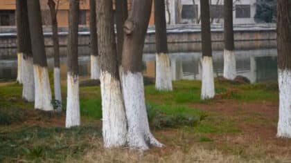Ce que cela signifie si vous voyez des arbres avec des troncs blancs
