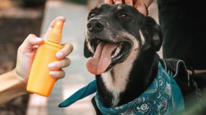 Ces deux répulsifs maison qui garderont votre chien à l'abri des tiques et des puces