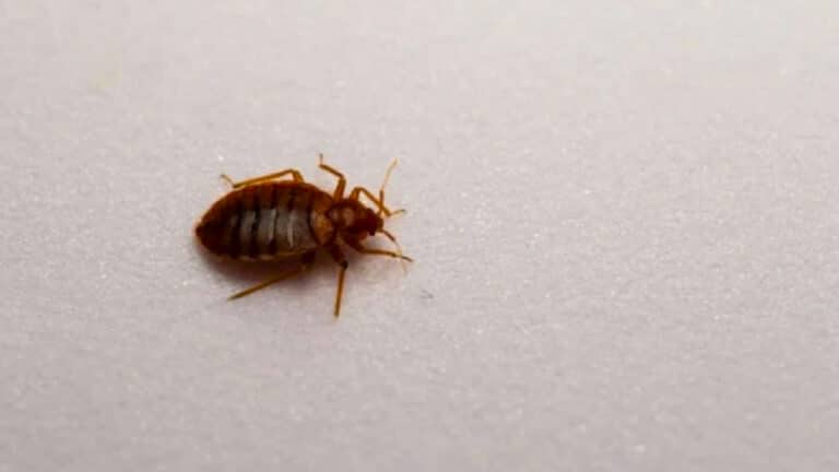 Ces plantes attirent les punaises de lit chez vous comme des aimants : bannissez-les à tout prix
