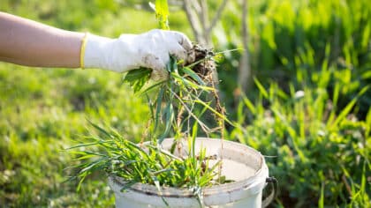 Cette mauvaise herbe dans votre jardin va transformer votre terre en or: arrêtez de l’arracher
