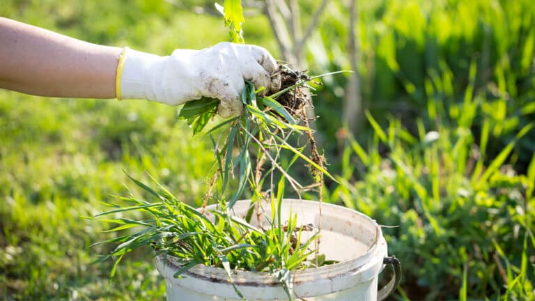 Cette mauvaise herbe dans votre jardin va transformer votre terre en or: arrêtez de l’arracher