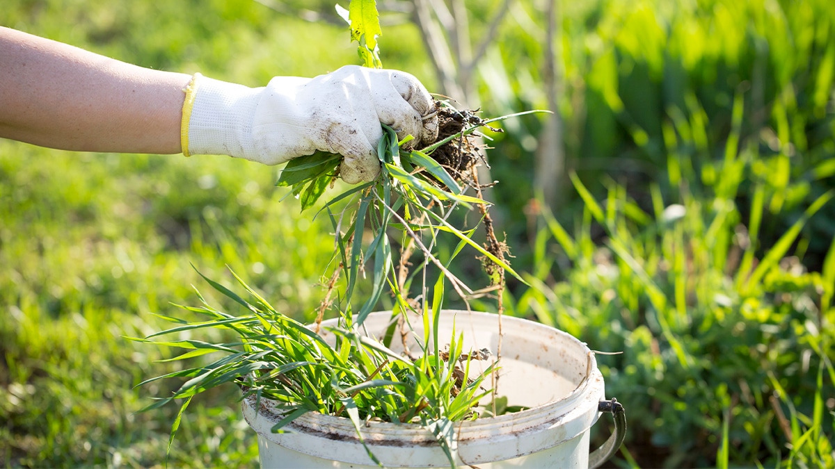 Cette mauvaise herbe dans votre jardin va transformer votre terre en or: arrêtez de l’arracher