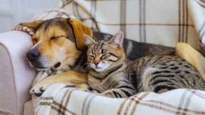 Des experts alertent les propriétaires de chiens et de chats contre ce gros problème qui touche tout le monde