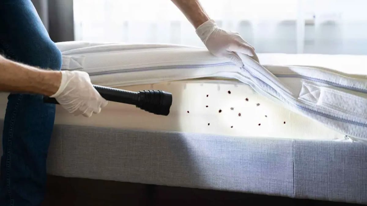 Éliminez facilement les punaises de lit dans les vêtements et les lits avec ces astuces radicales