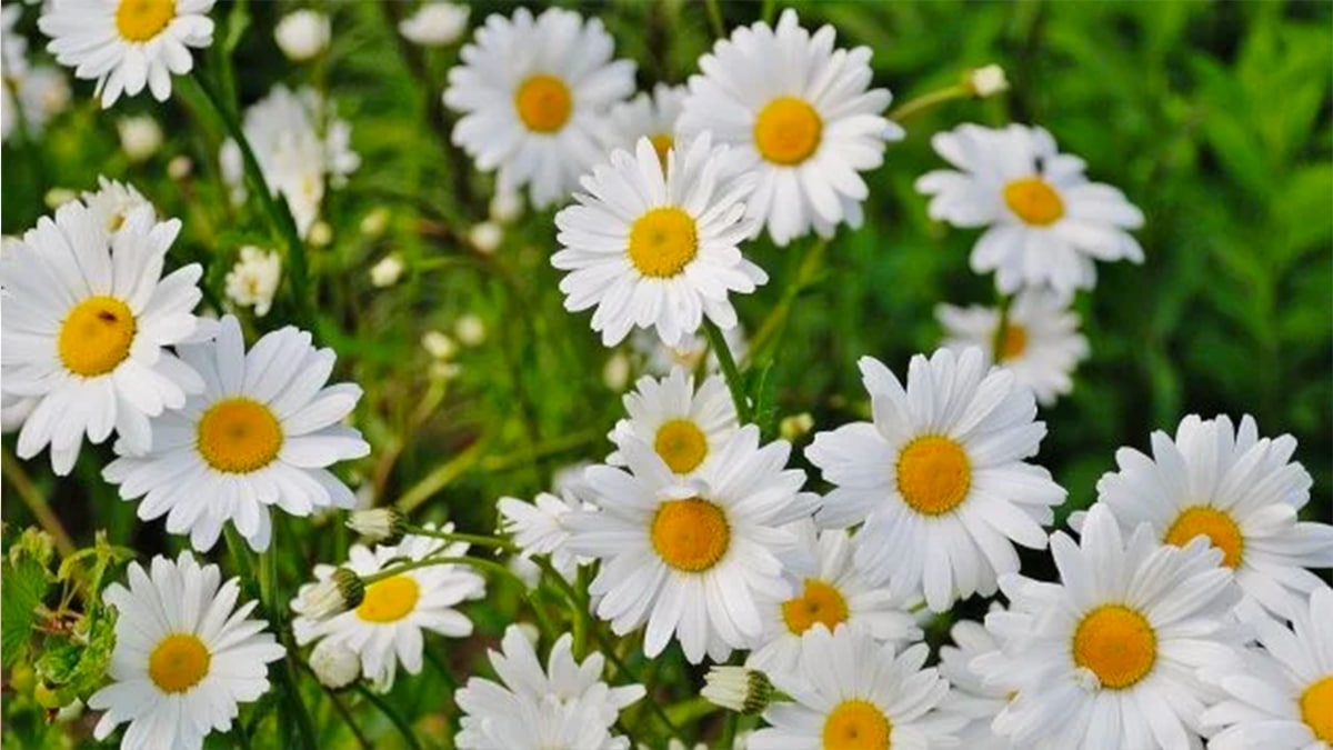 Je suis jardinier et voici l’astuce ultime pour faire fleurir les marguerites comme jamais
