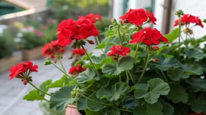 Je suis jardinier, voici l’astuce la plus efficace pour faire fleurir vos géraniums bien plus rapidement