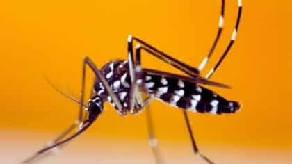 La méthode japonaise qui tue les moustiques naturellement en quelques minutes : adieu les piqûres