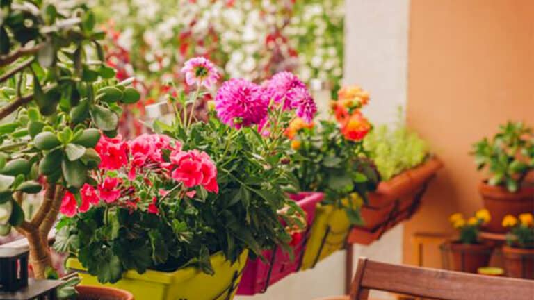 La plante de balcon qu’il vous faut cet été pour faire fuir les moustiques et attirer les papillons