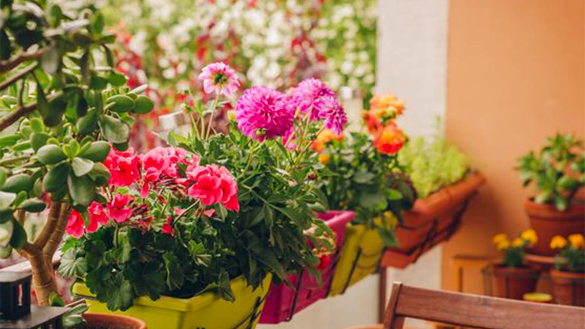 La plante de balcon qu’il vous faut cet été pour faire fuir les moustiques et attirer les papillons