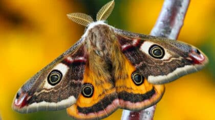 La plante qui tue les mites : vous n’en aurez plus jamais chez vous