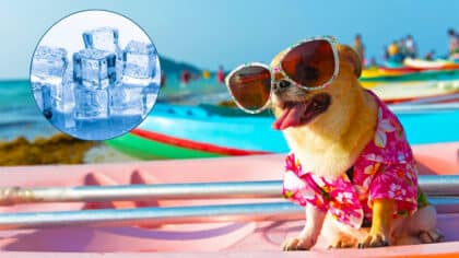 L’alerte urgente des vétérinaires aux propriétaires de chiens: l’erreur à ne surtout pas faire cet été