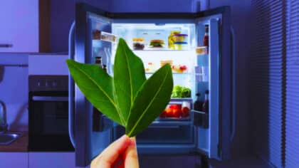 L’astuce du laurier dans le frigo est redoutable : nos grands-mères l’utilisaient déjà