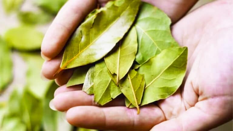 L’astuce géniale du laurier et du vinaigre va résoudre votre plus grand souci chez vous