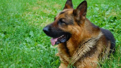 L’erreur dangereuse que vous faites avec votre chien selon un dresseur professionnel