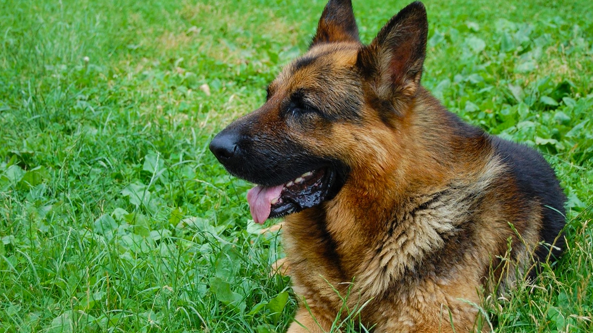 L’erreur dangereuse que vous faites avec votre chien selon un dresseur professionnel