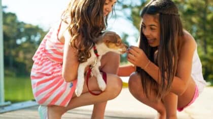 Les experts alertent toutes les personnes qui ont des enfants et des chiens chez eux