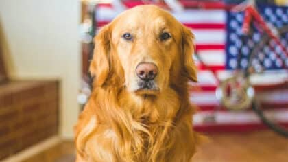 Les personnes qui aiment inconditionnellement les chiens ont ces traits caractéristiques selon la psychologie