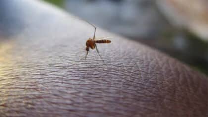 Les répulsifs sont efficaces, or cette astuce est plus redoutable et naturelle contre les moustiques cet été