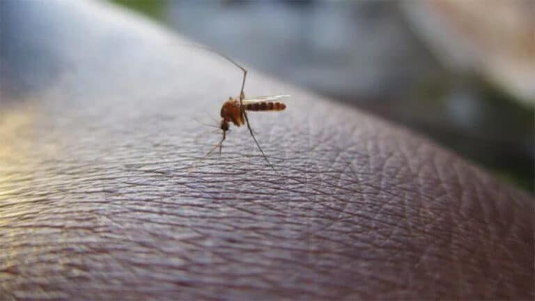 Les répulsifs sont efficaces, or cette astuce est plus redoutable et naturelle contre les moustiques cet été