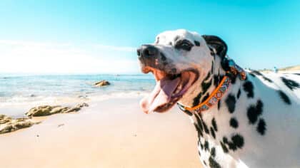 Les vétérinaires nous exhortent à le faire de toute urgence pour protéger nos chiens