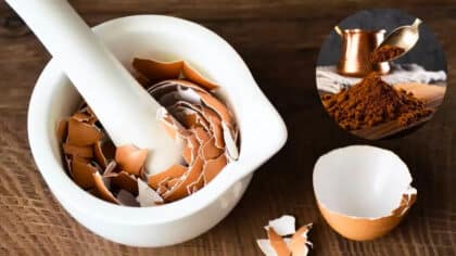 Mélanger des coquilles d'œufs avec du café : pourquoi est-ce recommandé et à quoi ça sert ?
