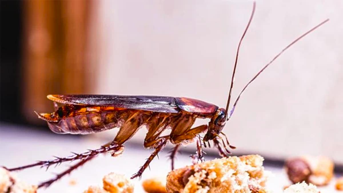 N'achetez plus ces plantes: votre logement sera infesté de cafards comme jamais
