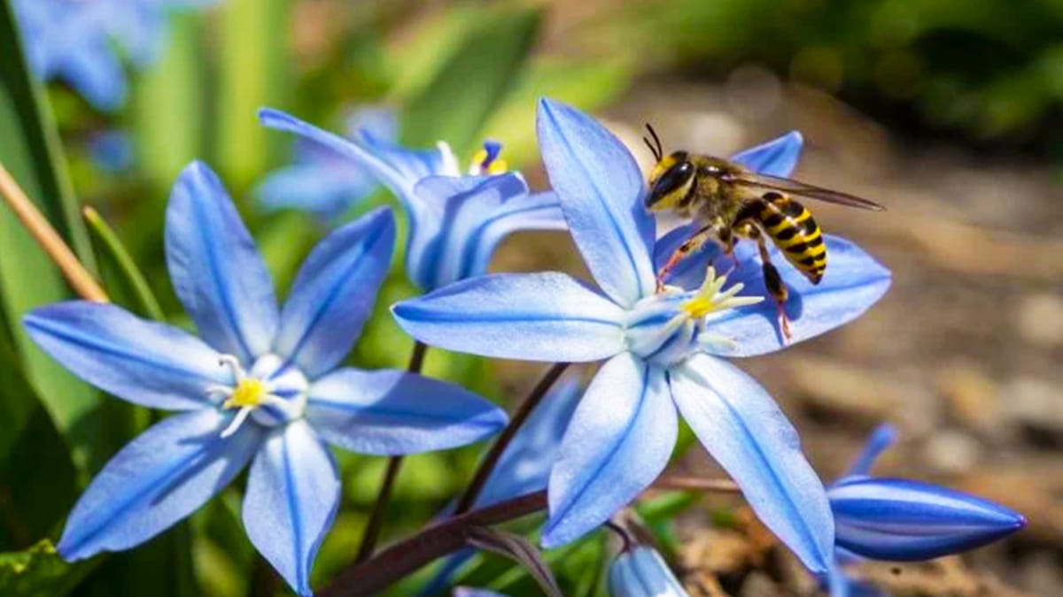 Ne mettez jamais cette plante chez vous ou dans votre jardin: elle attire les guêpes