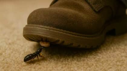 N’écrasez jamais cet insecte si vous le trouvez chez vous : les experts lancent l’alerte