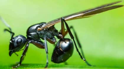 N’écrasez jamais les fourmis chez vous : cette astuce est plus efficace sans même avoir à les tuer