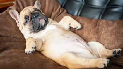 Ni canapé ni lit : les vétérinaires alertent sur l’endroit où votre chien devrait dormir