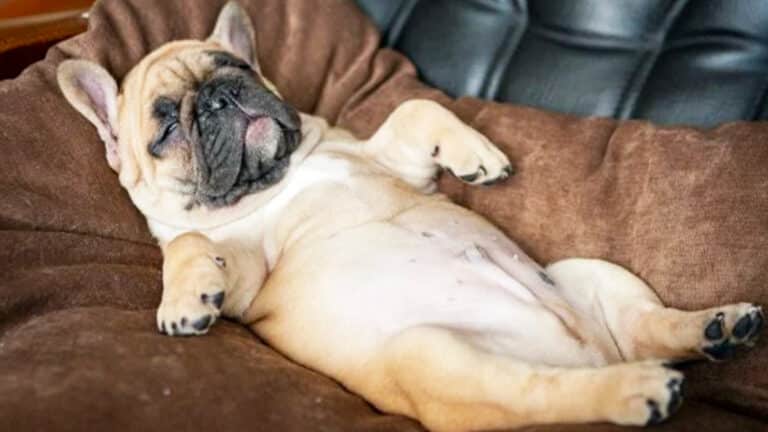 Ni canapé ni lit : les vétérinaires alertent sur l’endroit où votre chien devrait dormir