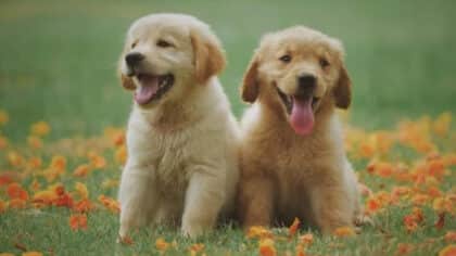 Ni caresses ni nourriture : ce qui rend les chiens les plus heureux selon une étude