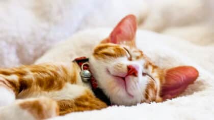 Ni dans la cuisine ni au lit : je suis vétérinaire, c’est le seul endroit où je laisse mon chat dormir en été