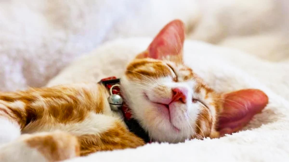 Ni dans la cuisine ni au lit : je suis vétérinaire, c’est le seul endroit où je laisse mon chat dormir en été
