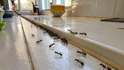 Ni sprays ni insecticides : l’astuce pour éliminer l’infestation de fourmis avec 1 seul ingrédient