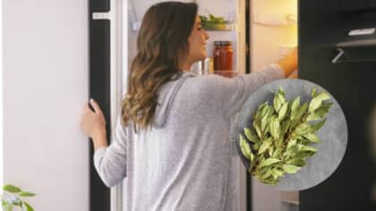Pourquoi il faut mettre les feuilles de laurier au réfrigérateur et à quoi servent-elles ?