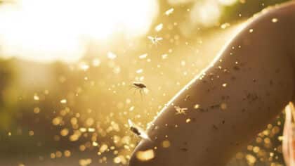 Que faire après une piqûre d’insecte ? Ces solutions naturelles soulagent la sensation de brûlure