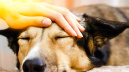 Que signifie le fait qu’une personne caresse toujours les chiens selon la psychologie